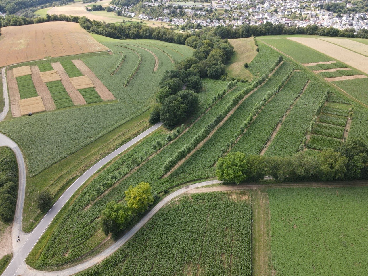 Beratung, Streuobst- und Agroforstplanung sowie Bestandspflege